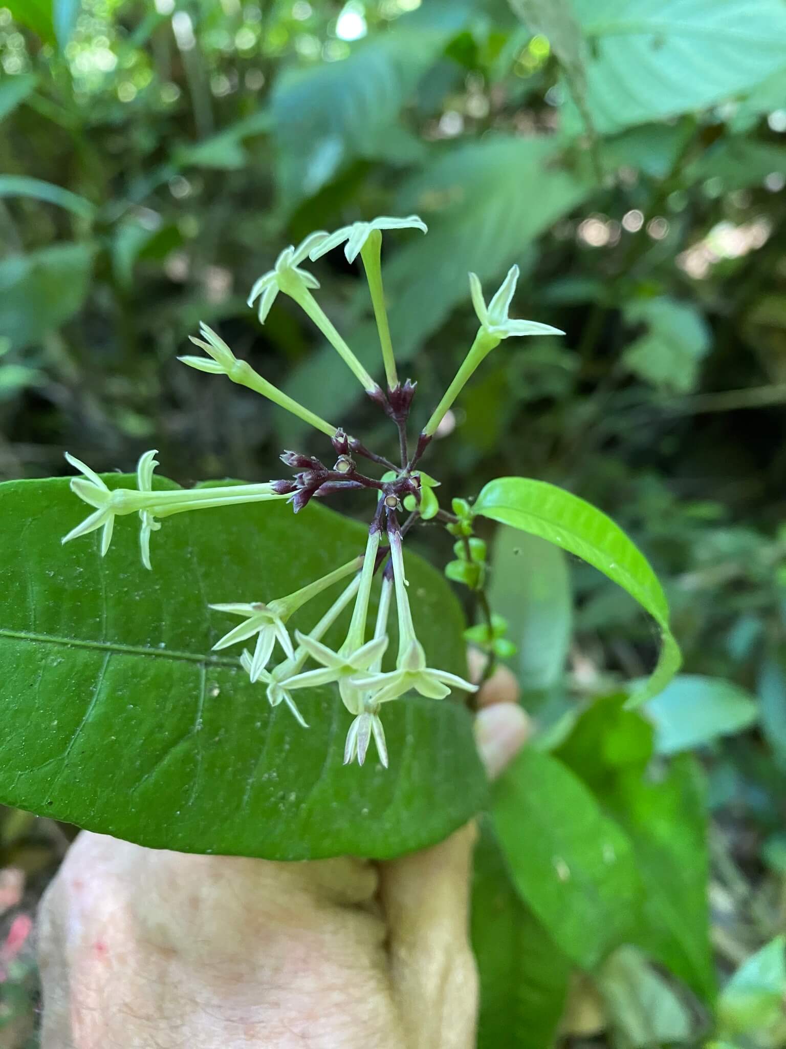Cestrum nocturnum